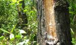 Khai thác rừng trái phép, một công ty bị xử phạt 50 triệu đồng
