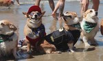 Hàng trăm con chó Corgi ‘xâm chiếm’ bãi biển ở Mỹ