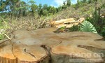 "Lâm tặc" cạo trọc rừng ở Phú Yên
