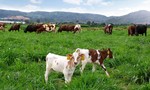 Trang trại bò sữa organic theo tiêu chuẩn Châu  Âu đầu tiên tại Việt Nam của Vinamilk