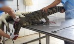 Hình ảnh lột da cá sấu tại Việt Nam lên website của PETA
