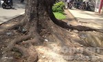 Nơm nớp lo sợ cây bật gốc ở Sài Gòn