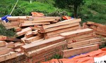 Quảng Nam: Ủy ban kiểm tra tỉnh ủy vào cuộc vụ phá rừng pơ mu