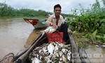 Cá chết bất thường nổi trắng trên thượng nguồn sông Sài Gòn