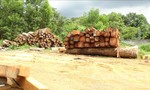 Phát hiện doanh nghiệp tàng trữ khối lượng lớn gỗ lậu