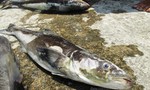 Xác định gần 50 tấn cá lồng chết là do “Thủy triều đỏ”