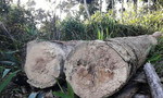 Sau phản ánh của Báo CATP: Truy quét 'đại công trường' khai thác gỗ lậu