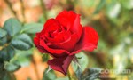 Hoa hồng đỏ, Chocola handmade tăng mạnh trong Lễ Tình nhân 14-2