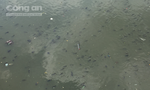 Hàng triệu con cá nổi dày đặc trên kênh Nhiêu Lộc - Thị Nghè
