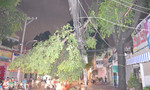 Cây xanh gãy, tét nhánh hàng loạt trong cơn mưa lớn ở Sài Gòn