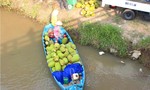 Kỳ 4: Khi thủy sản, trái cây bị “phù phép”