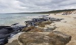 Gần 150 con cá voi dạt vào bờ biển nước Úc