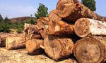 Công ty lâm nghiệp tự ý kéo 85m3 gỗ khỏi rừng bị đề nghị điều tra