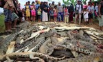 Dân làng giết gần 300 con cá sấu để trả thù cho... hàng xóm