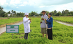 UNIBEN hỗ trợ nông dân thực hiện VietGAP, sản xuất rau an toàn