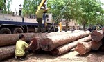 Đội trưởng kiểm lâm nhận hàng trăm triệu của trùm gỗ lậu Phượng “râu”