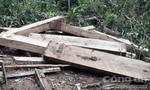 Vụ phá rừng ở Kon Plông: Tại hiện trường có 101 hộp gỗ
