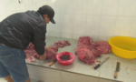 Đột kích "xưởng" biến thịt heo nái thành thịt bò bằng dung dịch