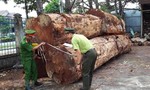 Nhóm đối tượng vào rừng Nam Cát Tiên cưa cây gỗ đường kính cả mét