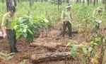 Lâm Đồng: Lại phát hiện 2 vụ phá rừng thông quy mô lớn với thủ đoạn tinh vi