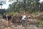 Lâm Đồng lại phát hiện vụ phá hơn 2 ha rừng, bắt 3 đối tượng