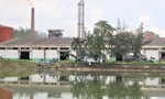 Quảng Nam: Tạm dừng hoạt động nhà máy cồn sau sự cố rò rỉ dầu