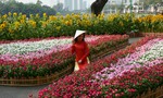 Nô nức đi xem đường hoa trong "phố nhà giàu" ở Sài Gòn