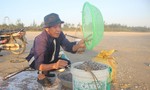 Ngư dân Quảng Nam trúng mùa ốc ruốc, kiếm tiền triệu mỗi ngày