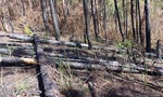 Vụ tàn phá rừng phòng hộ Phi Liêng: Công an vào cuộc điều tra