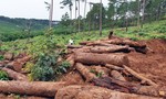 Giao Công an điều tra sai phạm tại các dự án rừng ở Bảo Lâm