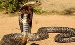 Cả nhà hoảng hốt khi thấy rắn hổ mang dài hơn 4m bơi vào nhà