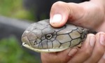 Clip lực lượng cứu hộ thu phục rắn hổ mang dài hơn 4m
