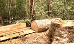 Khởi tố trạm trưởng và 2 nhân viên bảo vệ rừng khu bảo tồn