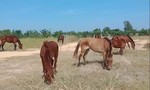 Bắt đối tượng buôn lậu 7 con ngựa từ Campuchia về Việt Nam