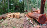 Vụ cưa hạ 85m3 gỗ: Đã khởi tố 10 đối tượng và 1 nhân viên bảo vệ rừng