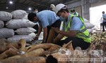 Hàng chục tấn ngà voi, vảy tê tê bỗng "vô chủ" khi bị phát hiện