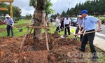 Lâm Đồng: Hưởng ứng mạnh mẽ phong trào trồng cây “Vì một Việt Nam Xanh”