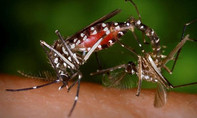 Một cô gái ở Sài Gòn nhiễm vi rút Zika
