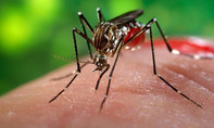 Dồn dập ghi nhận ca mắc mới do vi rút Zika