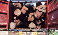 Bắt giữ xe đầu kéo vận chuyển 17m3 gỗ lậu