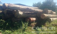 Liên tiếp phát hiện số lượng gỗ lậu ‘khủng’