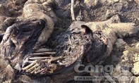 Đắk Lắk: Voi con sa lầy, chết bên bờ hồ