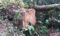 Kon Tum chỉ đạo xử lý tình trạng rừng bị “xẻ thịt” được báo chí phản ánh