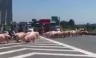 Xe tải chở hàng trăm con lợn bị lật, người dân lùa lợn trên cao tốc