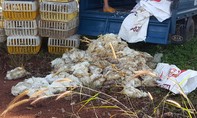 Bắt hàng trăm kg gà chết bốc mùi hôi thối trên đường vận chuyển