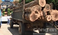 Bắt 2 ô tô chở 18m3 gỗ lậu trong đêm
