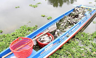 Điều tra nguyên nhân cá chết trắng trên hồ Từ Vân