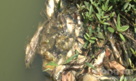Cá chết hàng loạt ở khu vực thượng nguồn sông Sài Gòn