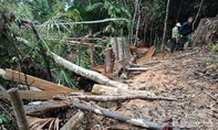 Vụ phá rừng lim cổ thụ và rừng Sông Kôn: Đình chỉ 6 cán bộ kiểm lâm