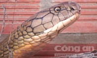 Những chuyện kể ly kỳ về rắn “khổng lồ” ở núi Cấm